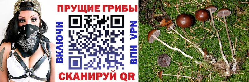 Псилоцибиновые грибы прущие грибы  Купить где  Новый Оскол 